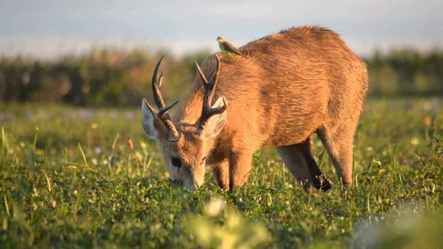 Campo, lagunas, mar y sierras: 10 escapadas cerca de Buenos Aires