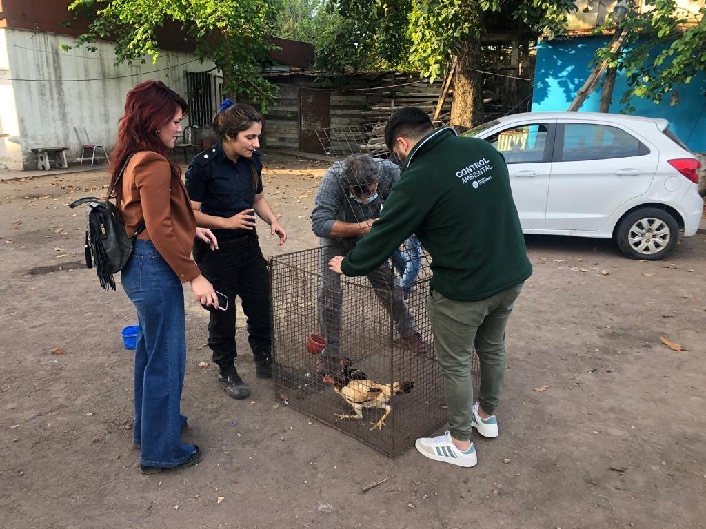 ITUZAINGÓ: SE DESBARATÓ ORGANIZACIÓN DEDICADA A LA RIÑAS DE GALLOS EN EL BARRIO SAN ANTONIO