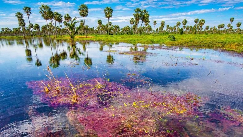 Turismo Argentina: el hermoso humedal que es uno de los más grandes de Sudamérica