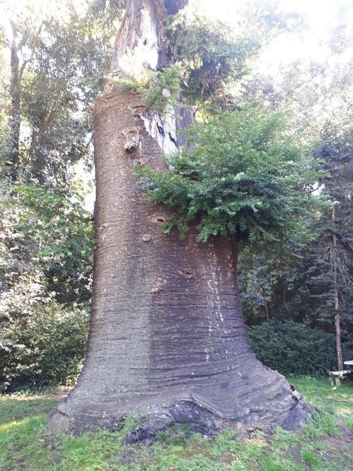 Termas, turismo rural y el Bosque Encantado, en una escapada a General Belgrano