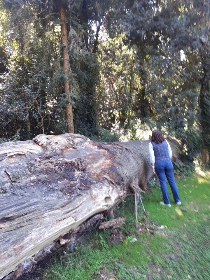 Termas, turismo rural y el Bosque Encantado, en una escapada a General Belgrano