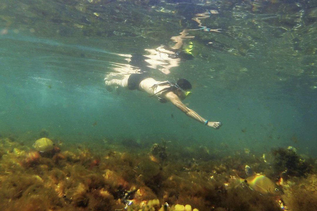 Finde largo de Carnaval en Las Grutas: descubrí el mundo subacuático oculto de Isla Mejillón
